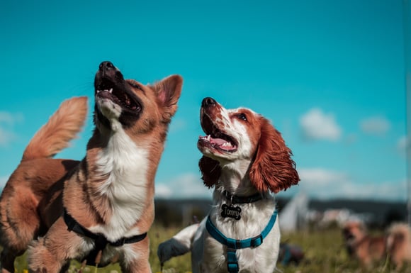 camilo-fierro-z7rcwqCi77s-unsplash-1