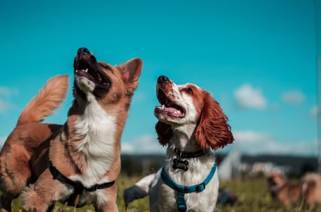 camilo-fierro-z7rcwqCi77s-unsplash-1