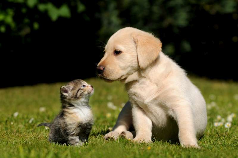 Chat-et-chien1_Carola-Schubbel-stock.adobe_.com-800