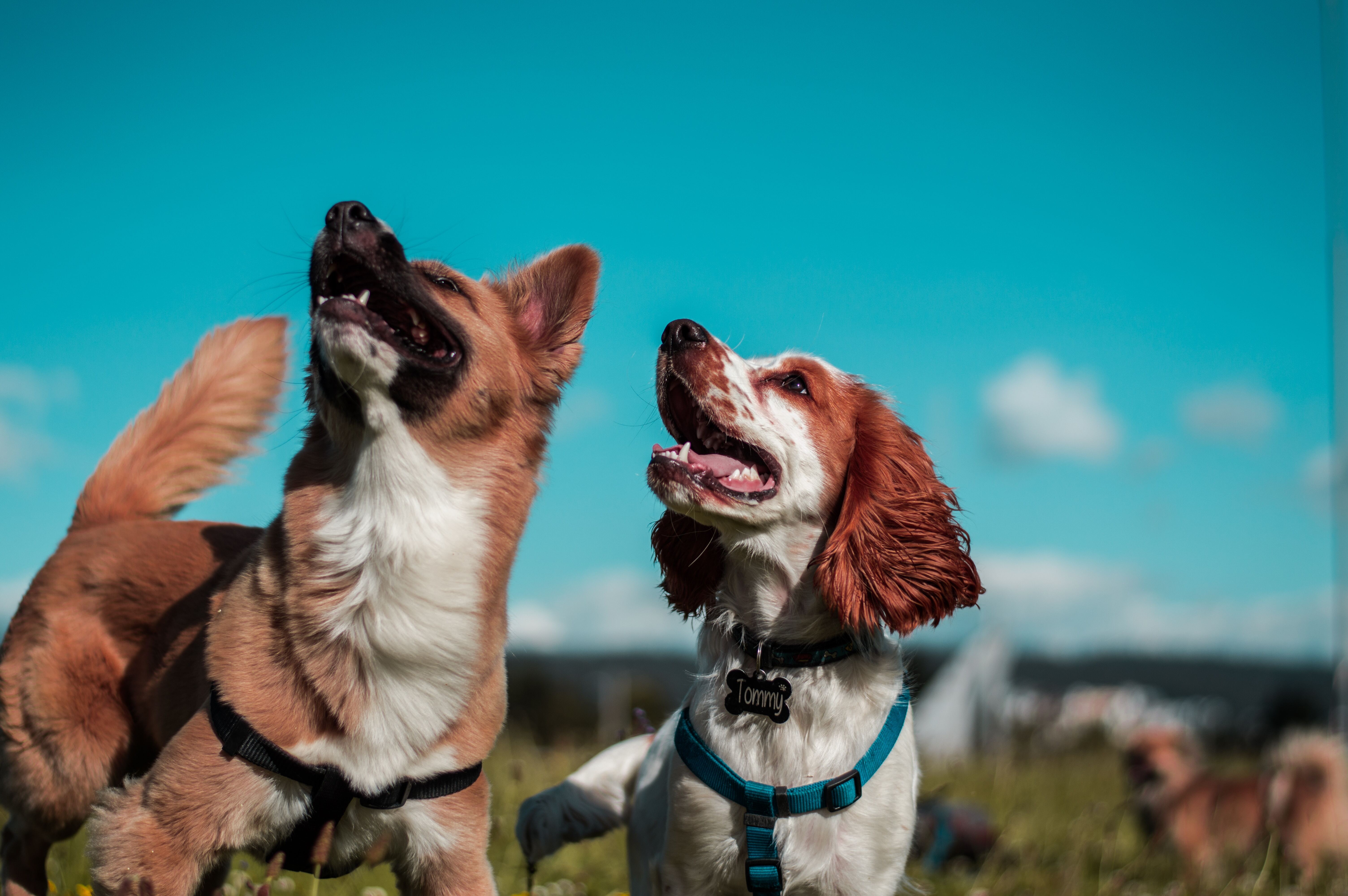 camilo-fierro-z7rcwqCi77s-unsplash-1
